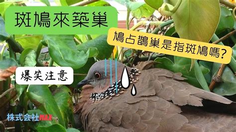 班鳩築巢風水|【班鳩築巢風水】班鳩築巢風水：從鳥看風水好壞